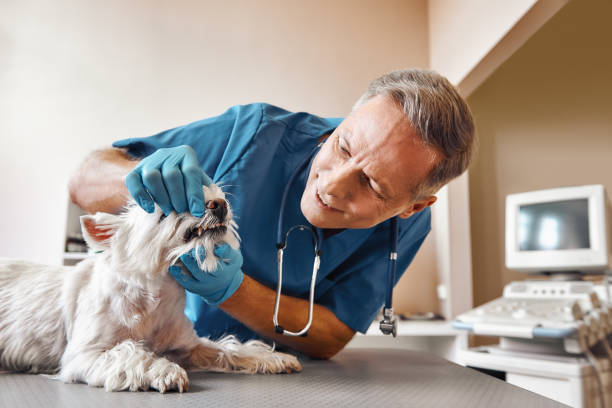 Best Dentist for Severe Toothache  in White Pigeon, MI